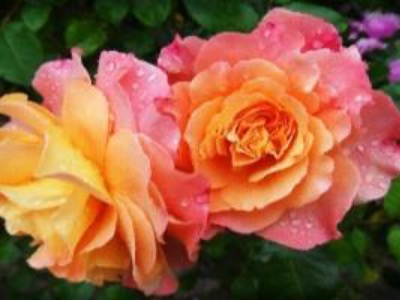   الدُّعَاءُ - - - 
